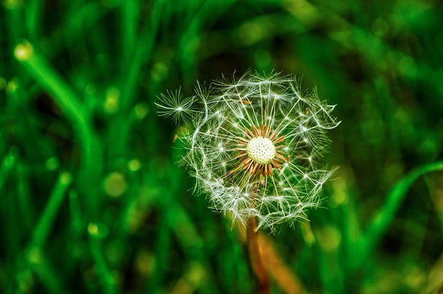 Dandelion