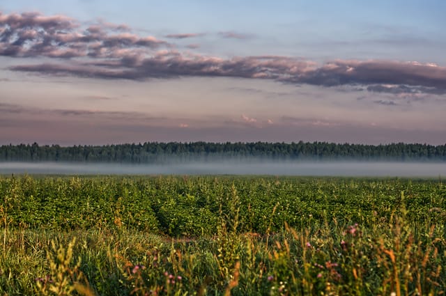Russian Field