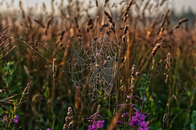 Spider Web
