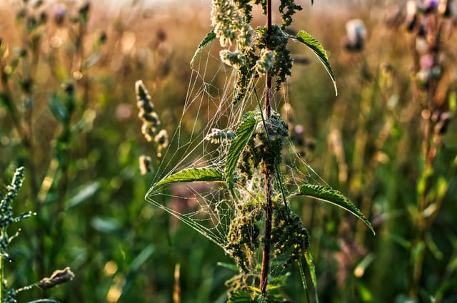 Spider web and plant