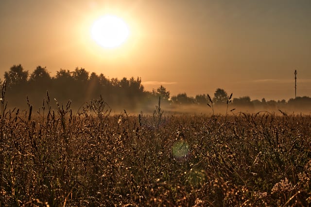 Sunny morning