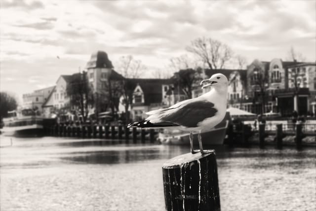Seagull