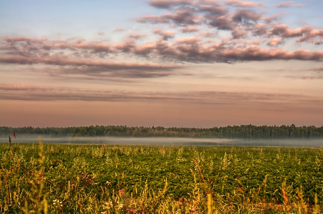 Field