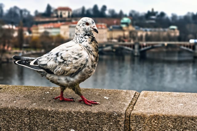 Pigeon
