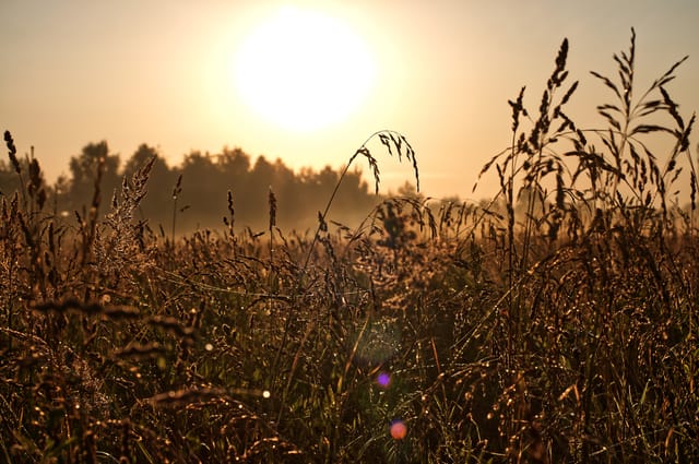 Morning field