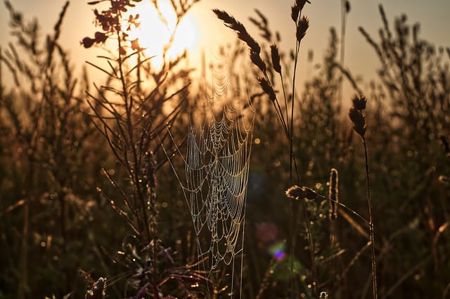 Spider web in early morning