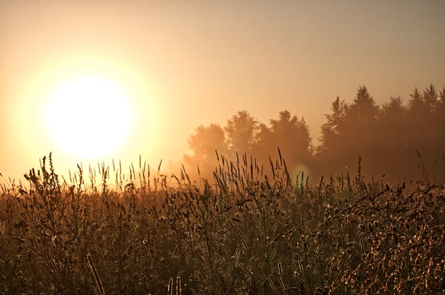 Golden morning