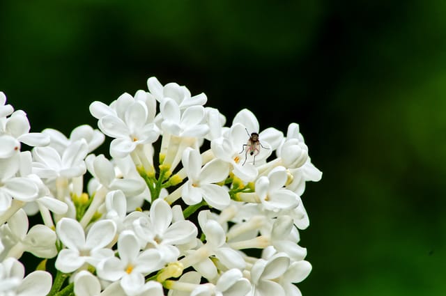 Lilac flower